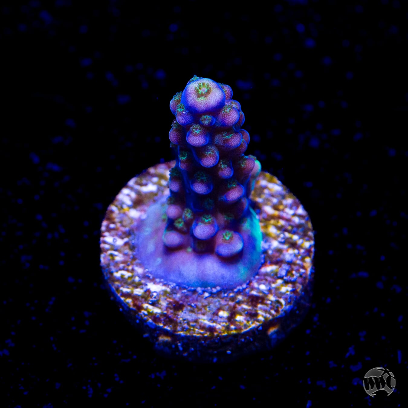 Paletta Blue Acropora