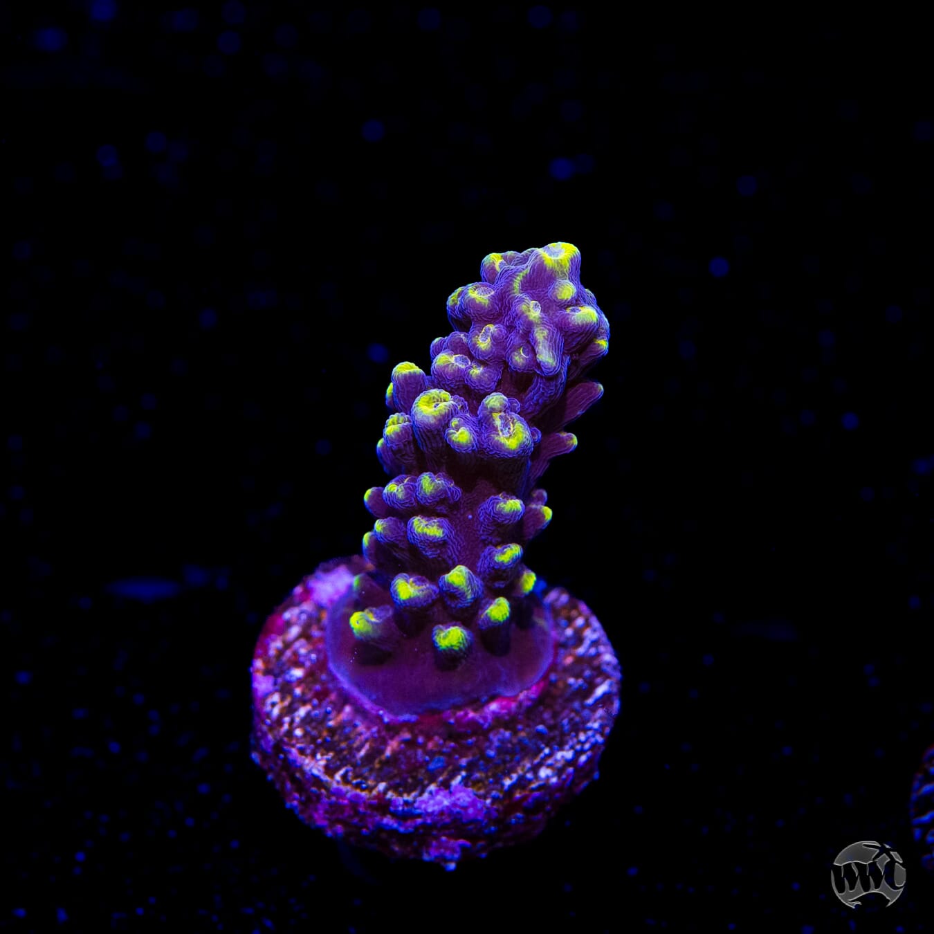 WWC Spectacular Stag Acropora