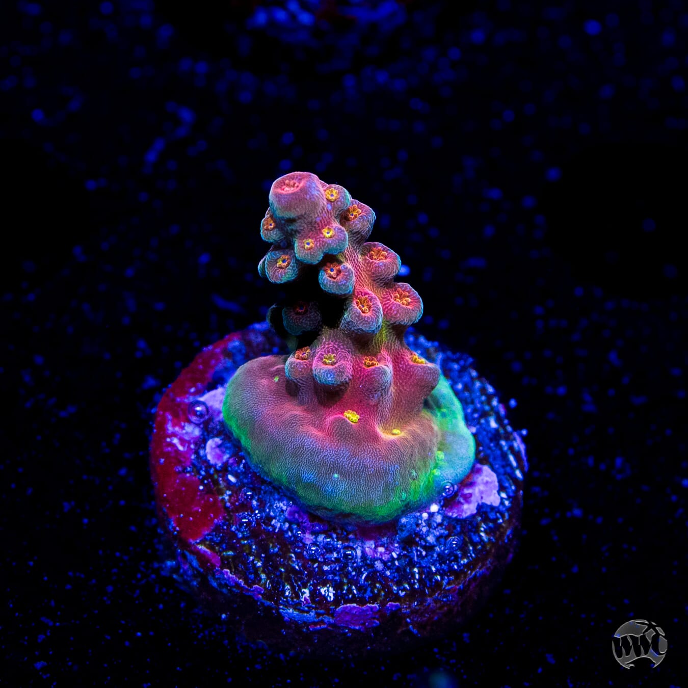 WWC Whiplash Acropora