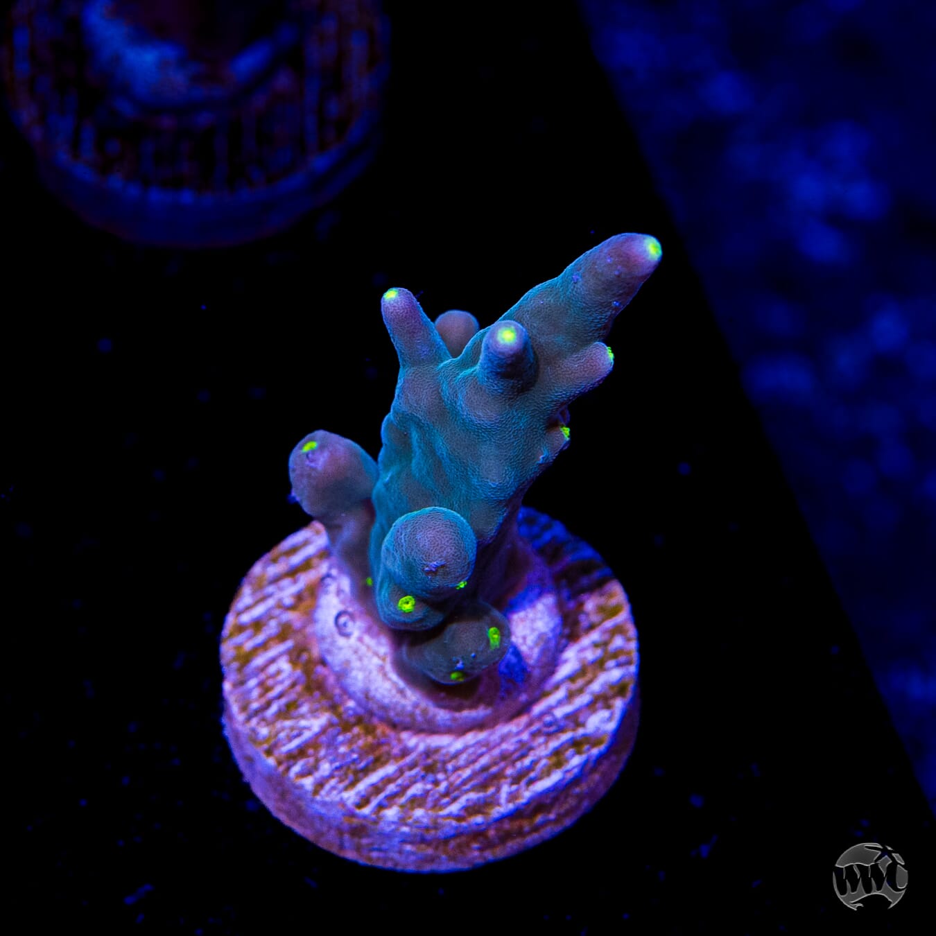 WWC Thunder Struck Acropora
