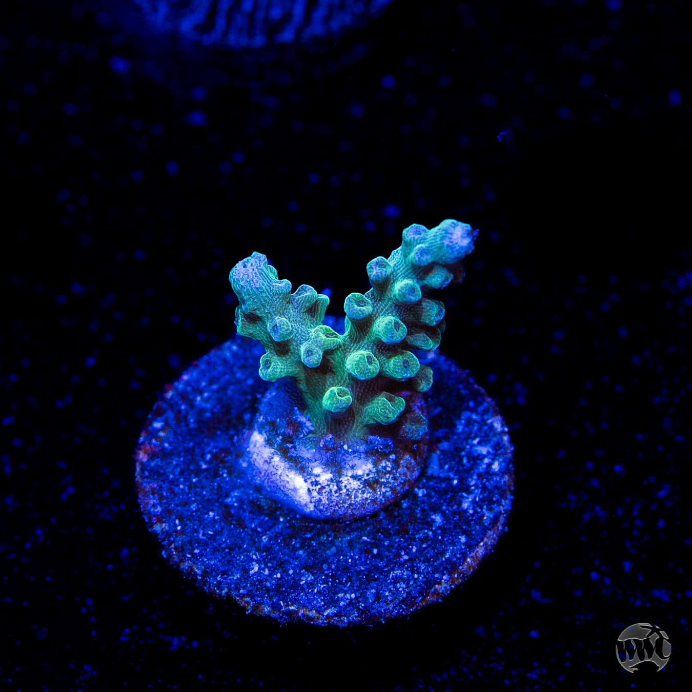 Lady Liberty Acropora