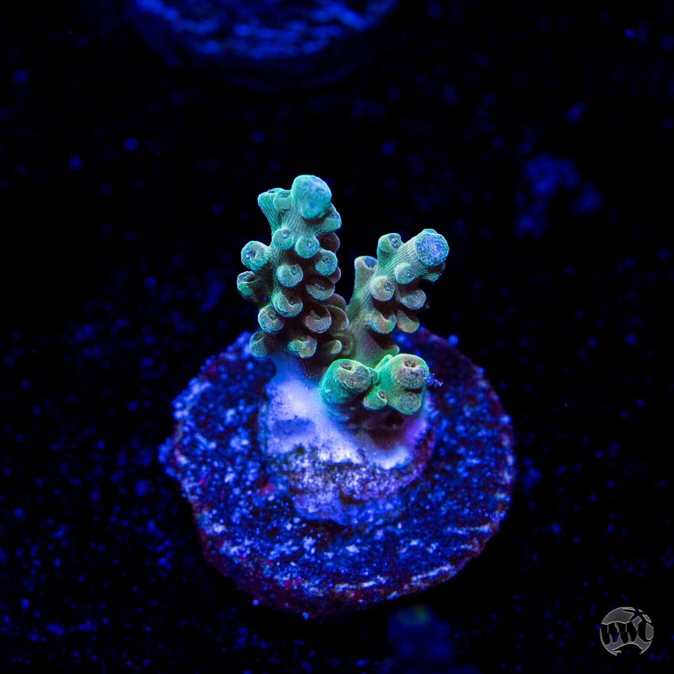 Lady Liberty Acropora