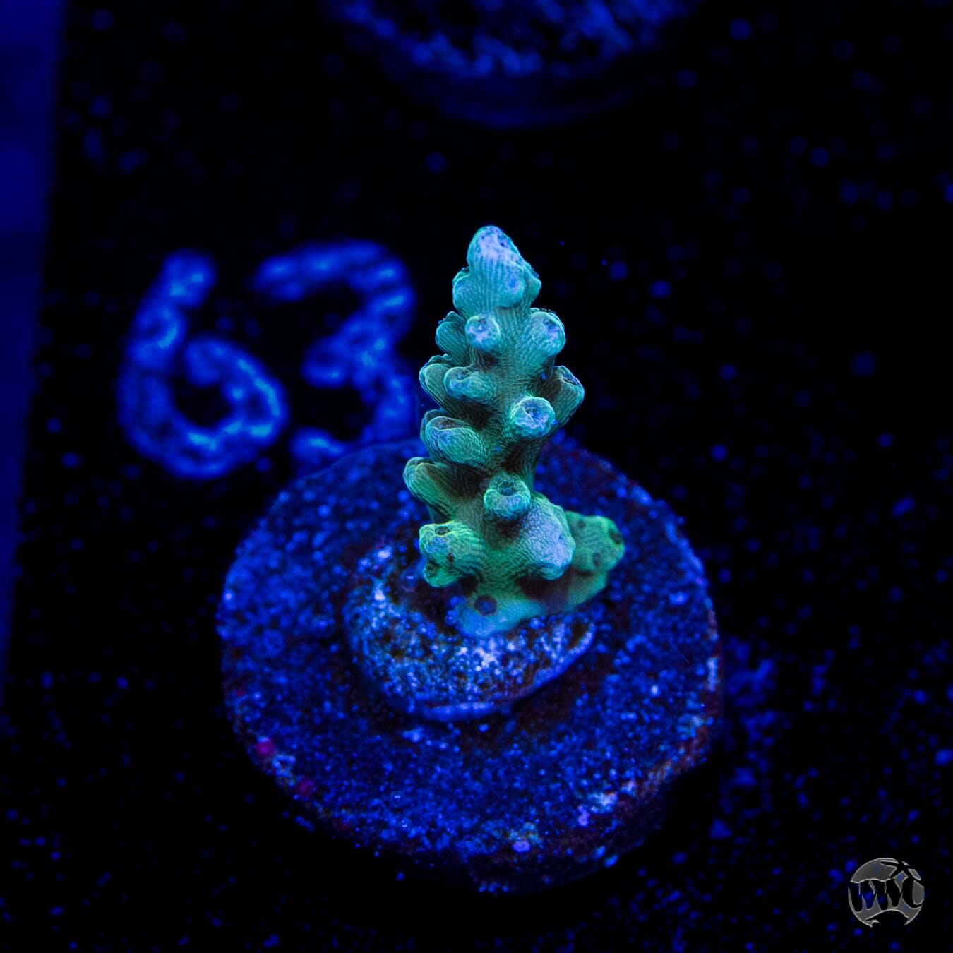 Lady Liberty Acropora
