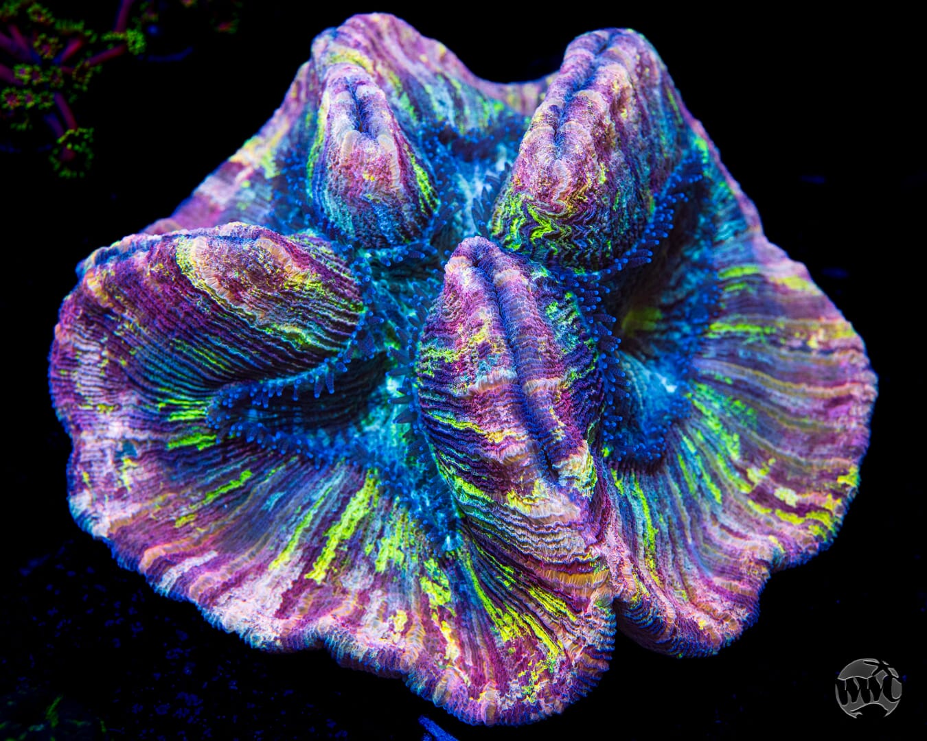 Paintball Paradise Trachyphyllia - 6"