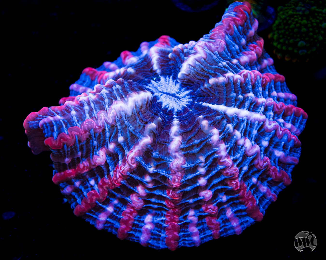 Ice and Fire Indophyllia - 4.5