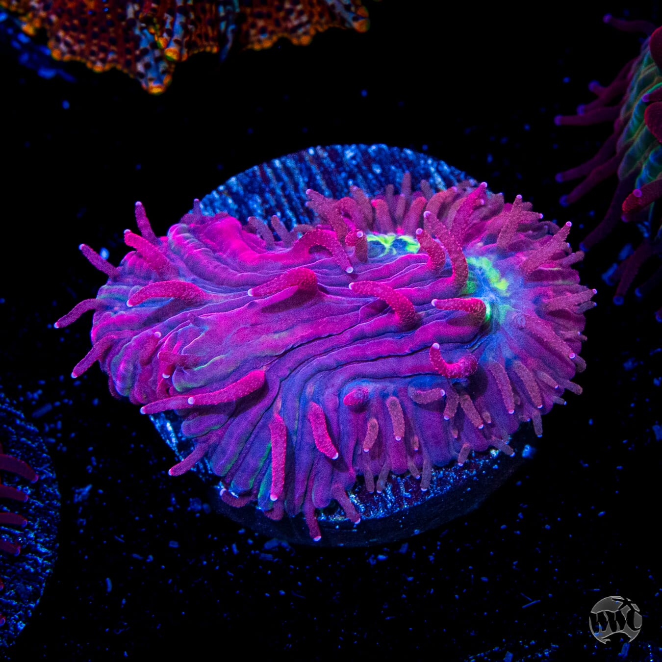 WWC Zombie Apocolypse Diaseris Plate Coral