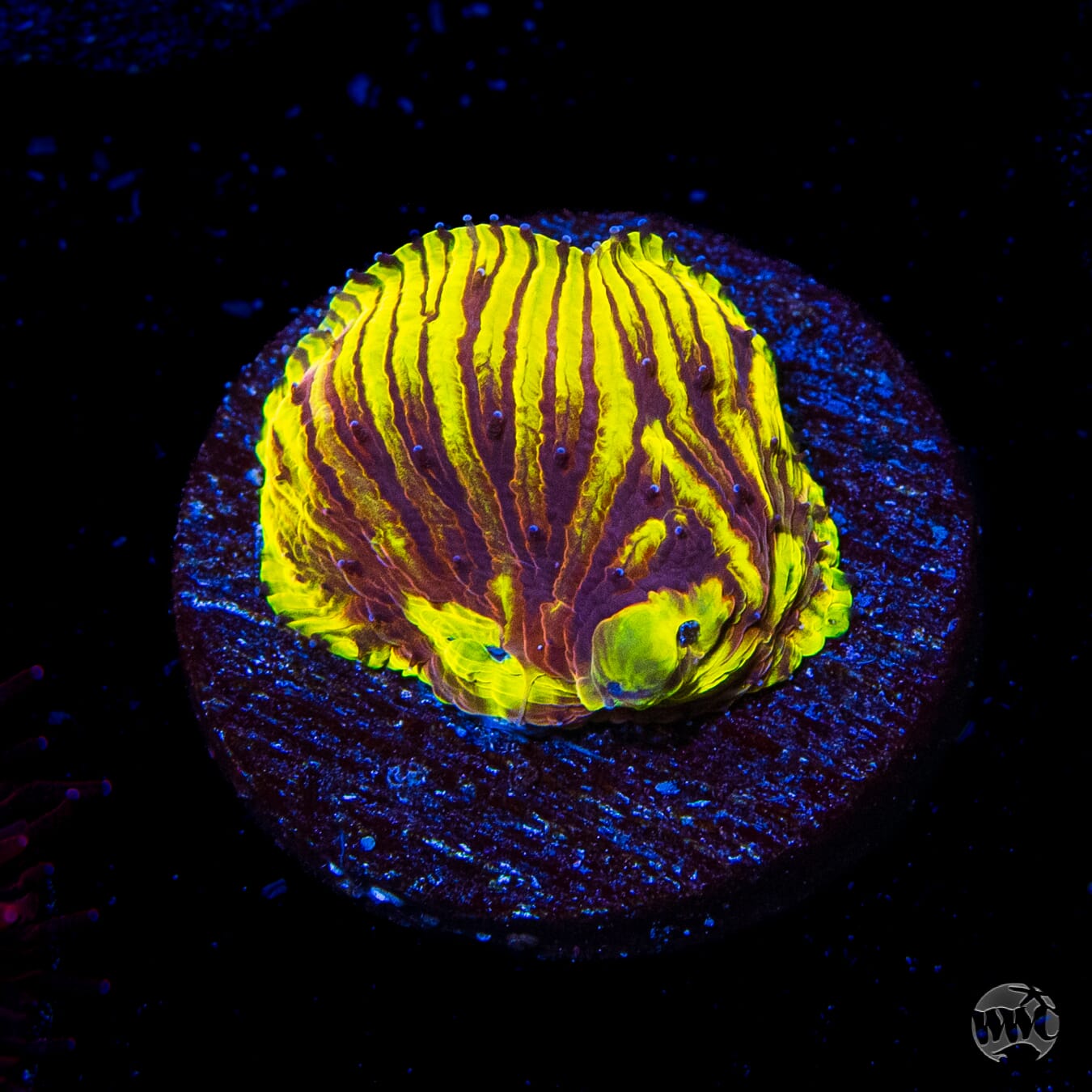WWC Henchman Diaseris Plate Coral