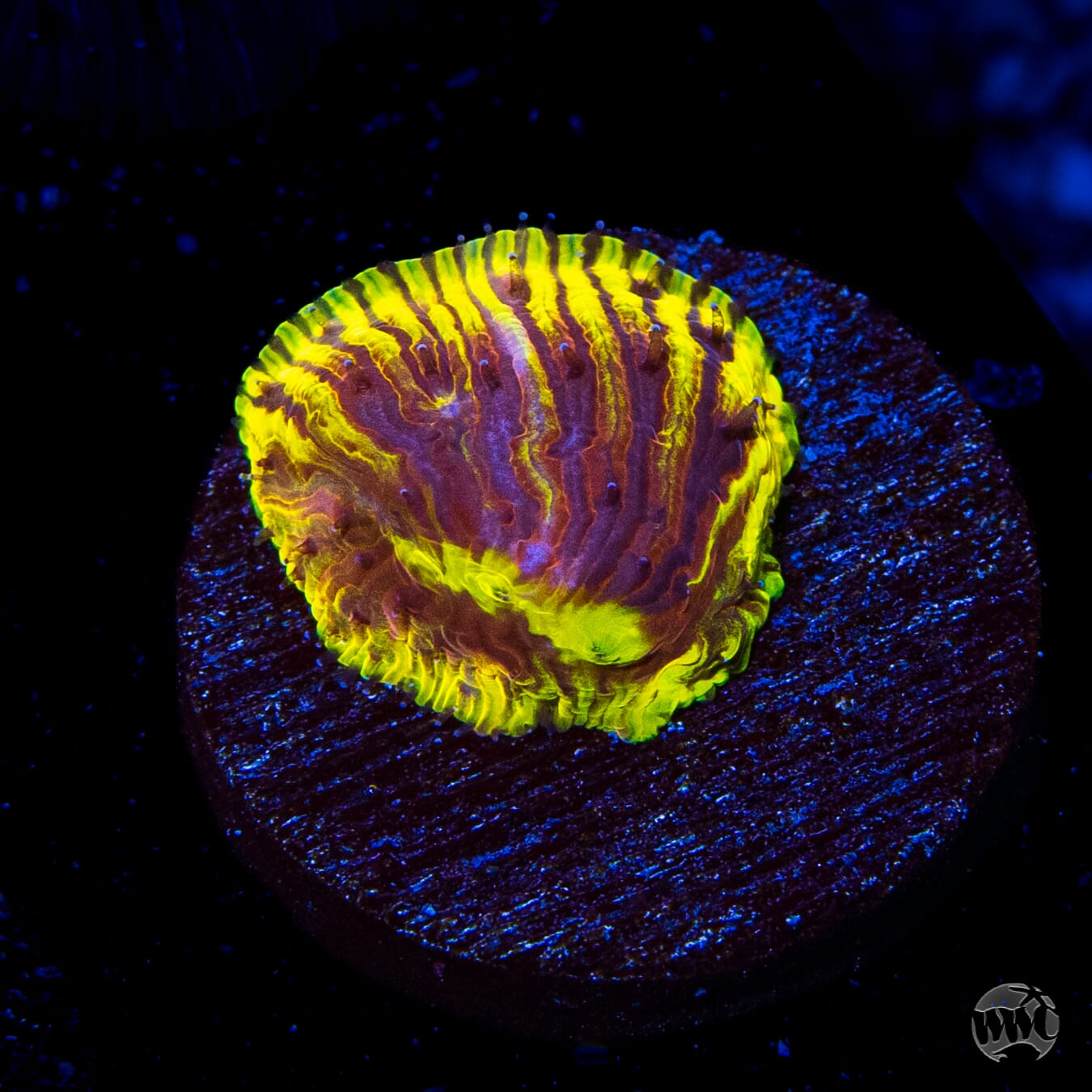 WWC Henchman Diaseris Plate Coral