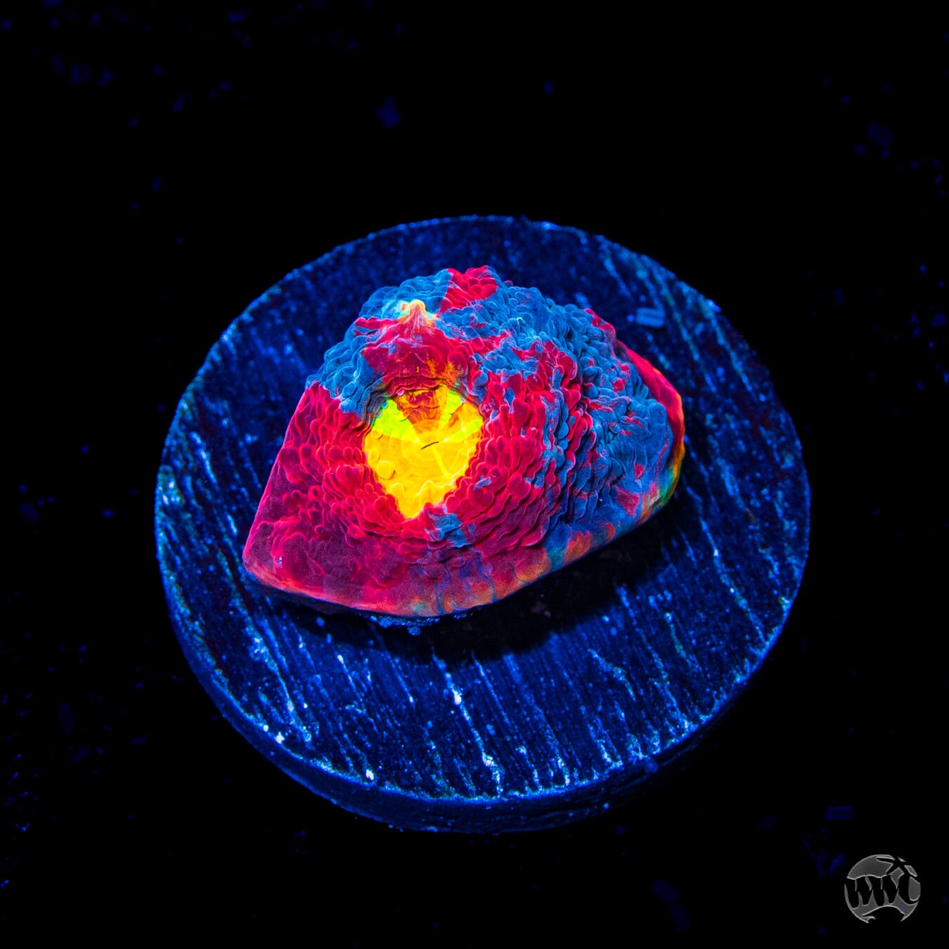 WWC Supafly Rainbow Chalice