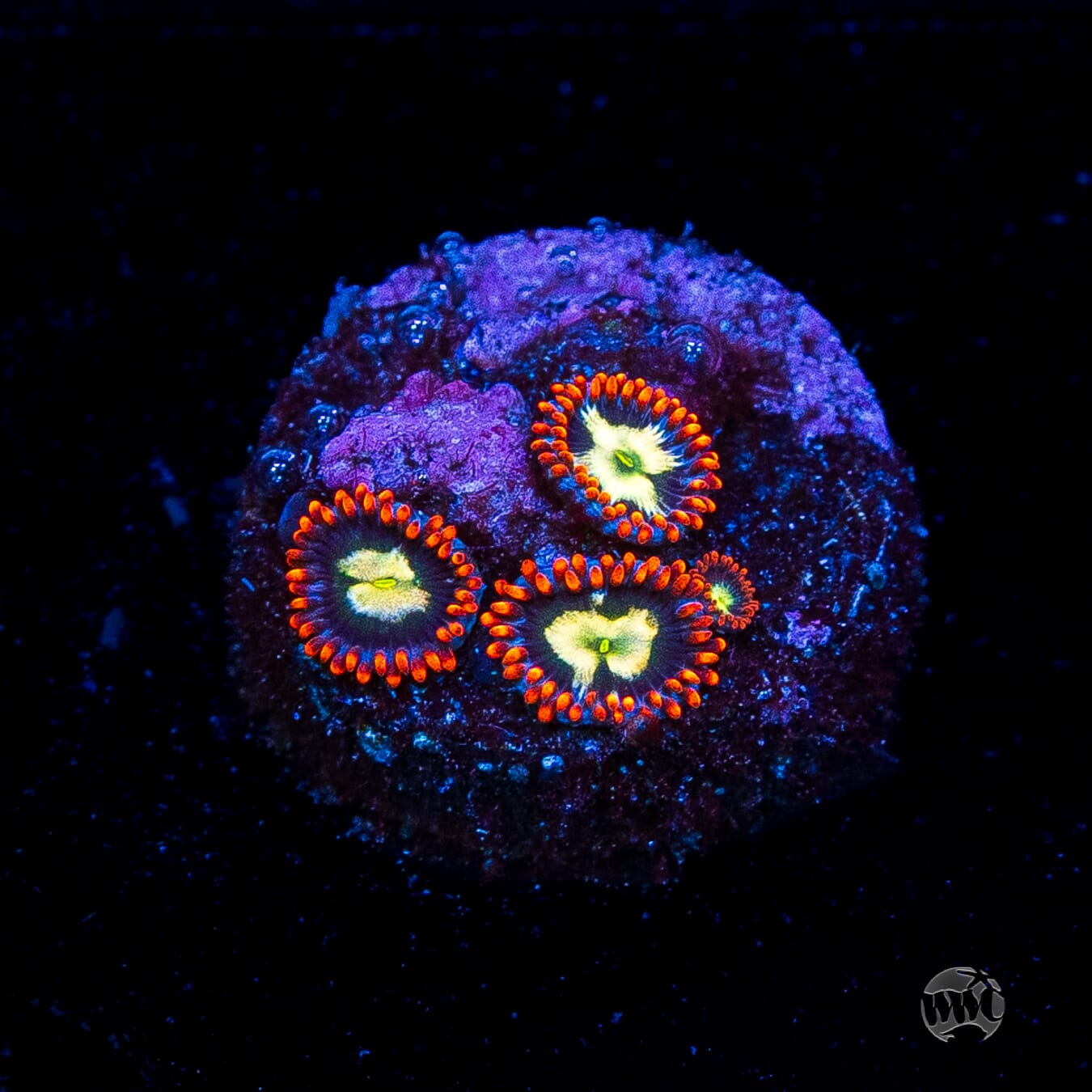 WWC Alpha Omega Zoanthids