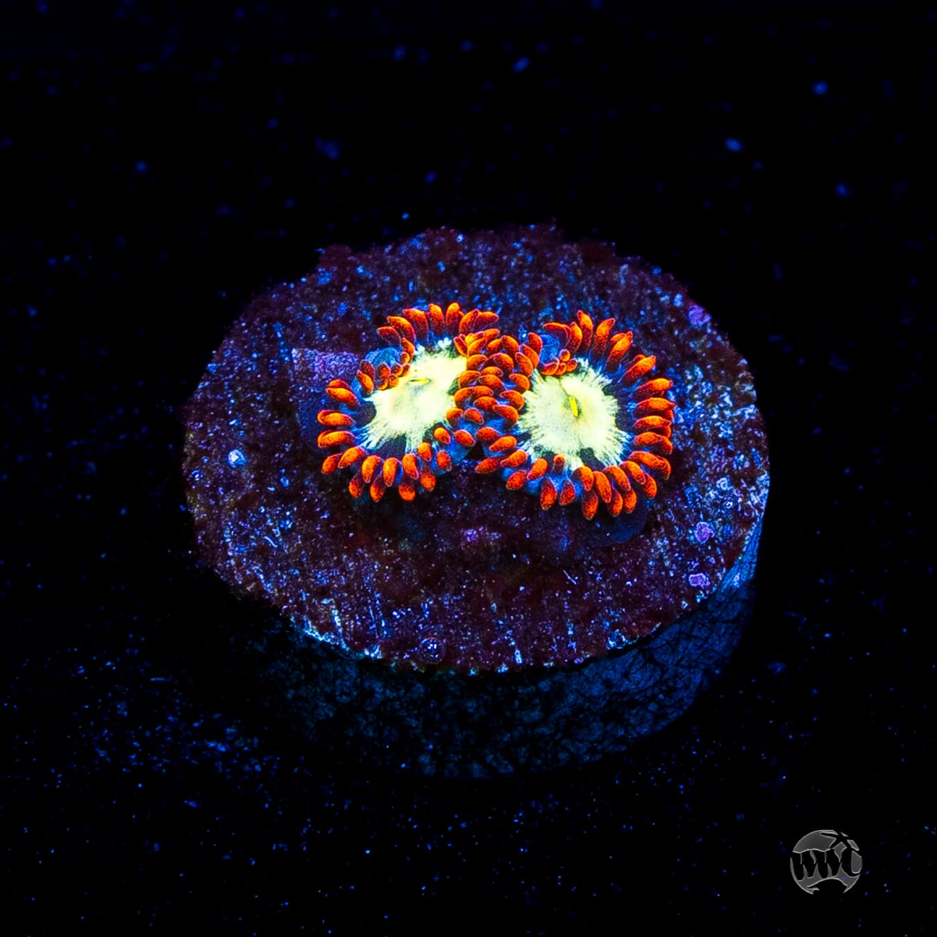 WWC Alpha Omega Zoanthids