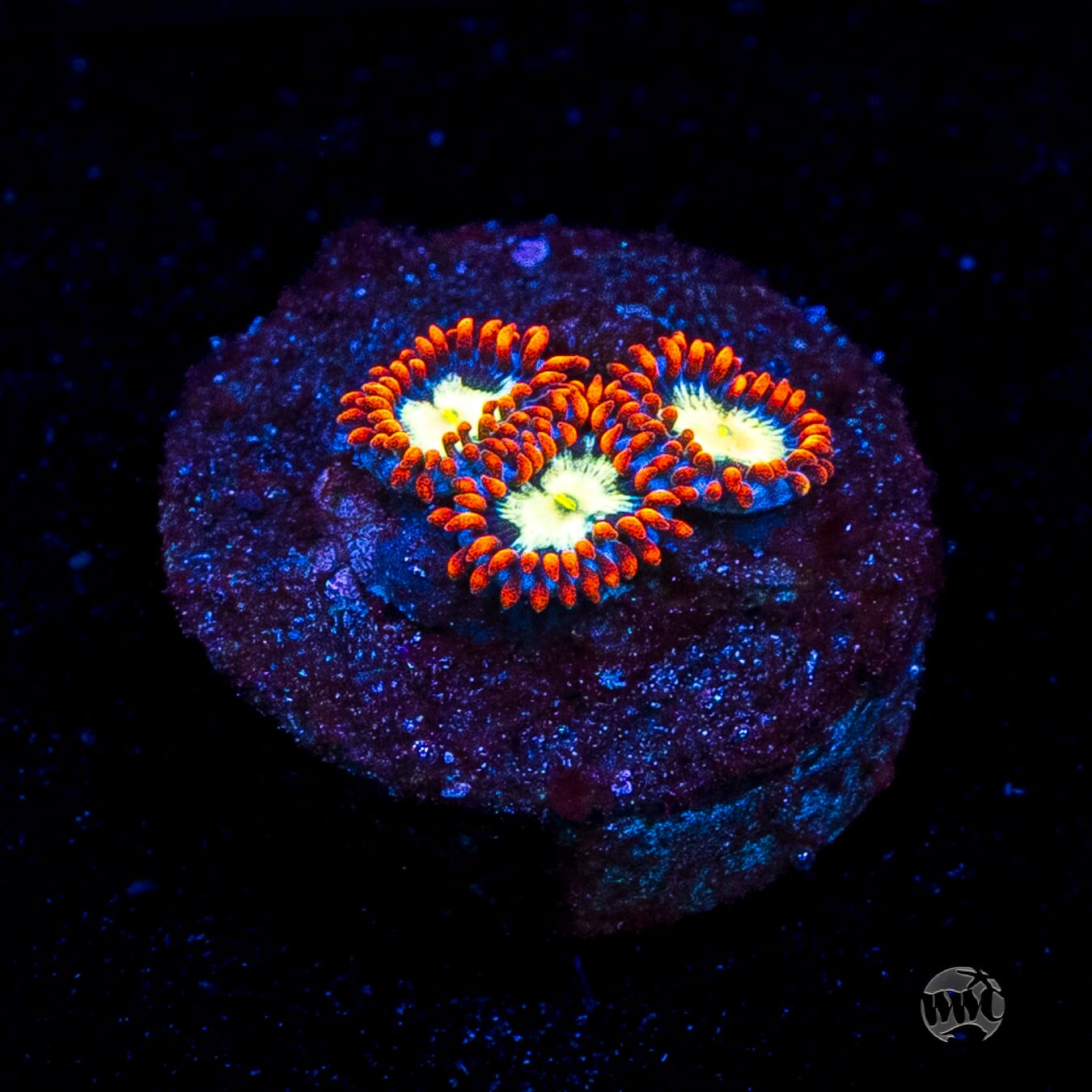 WWC Alpha Omega Zoanthids