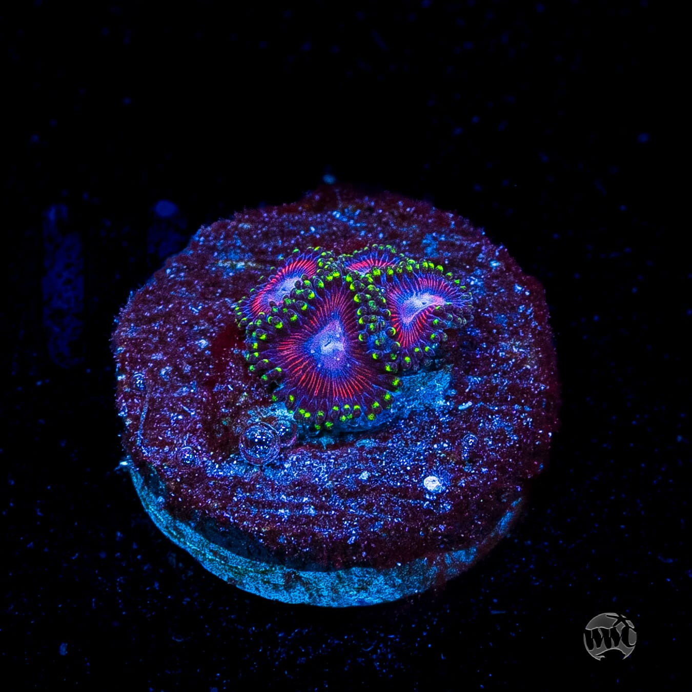 WWC Space Queen Zoanthids