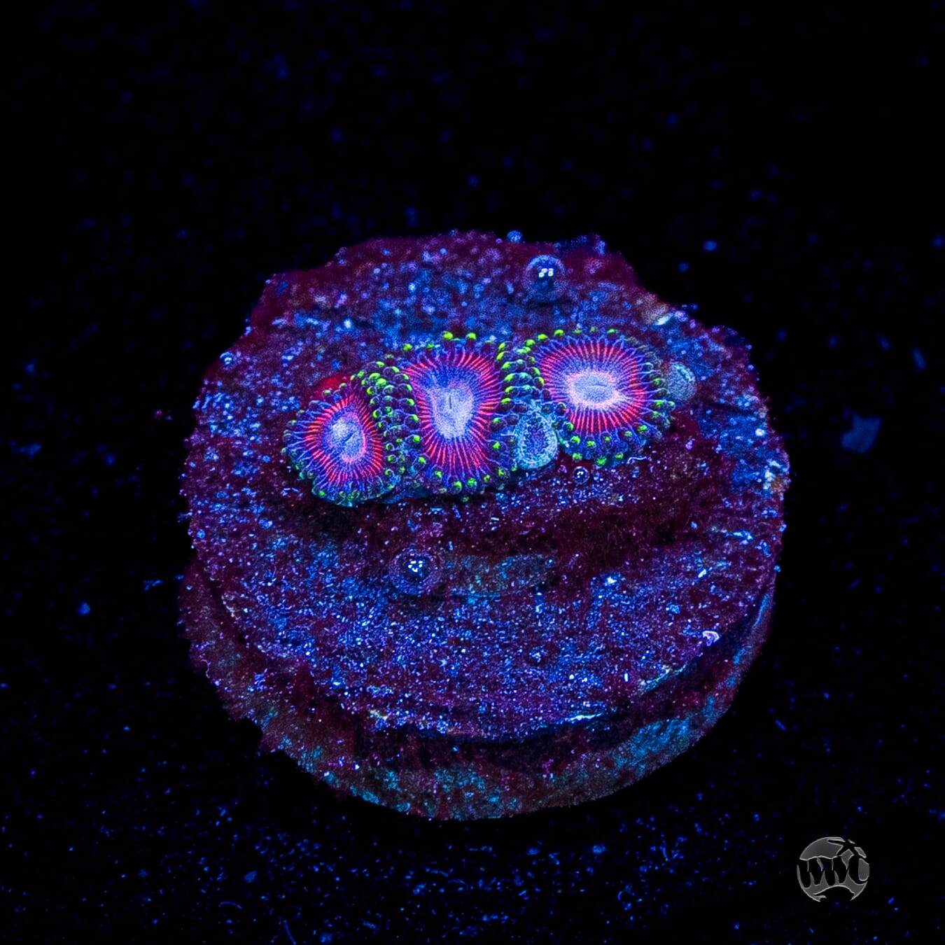 WWC Space Queen Zoanthids