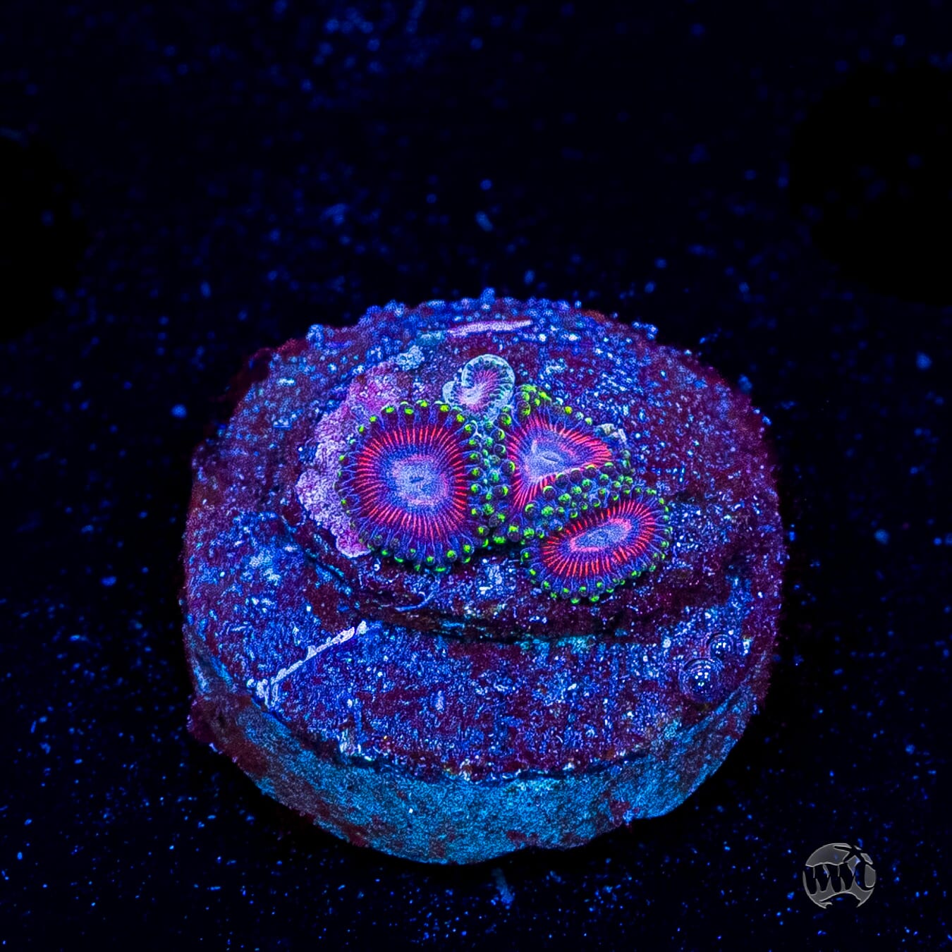 WWC Space Queen Zoanthids