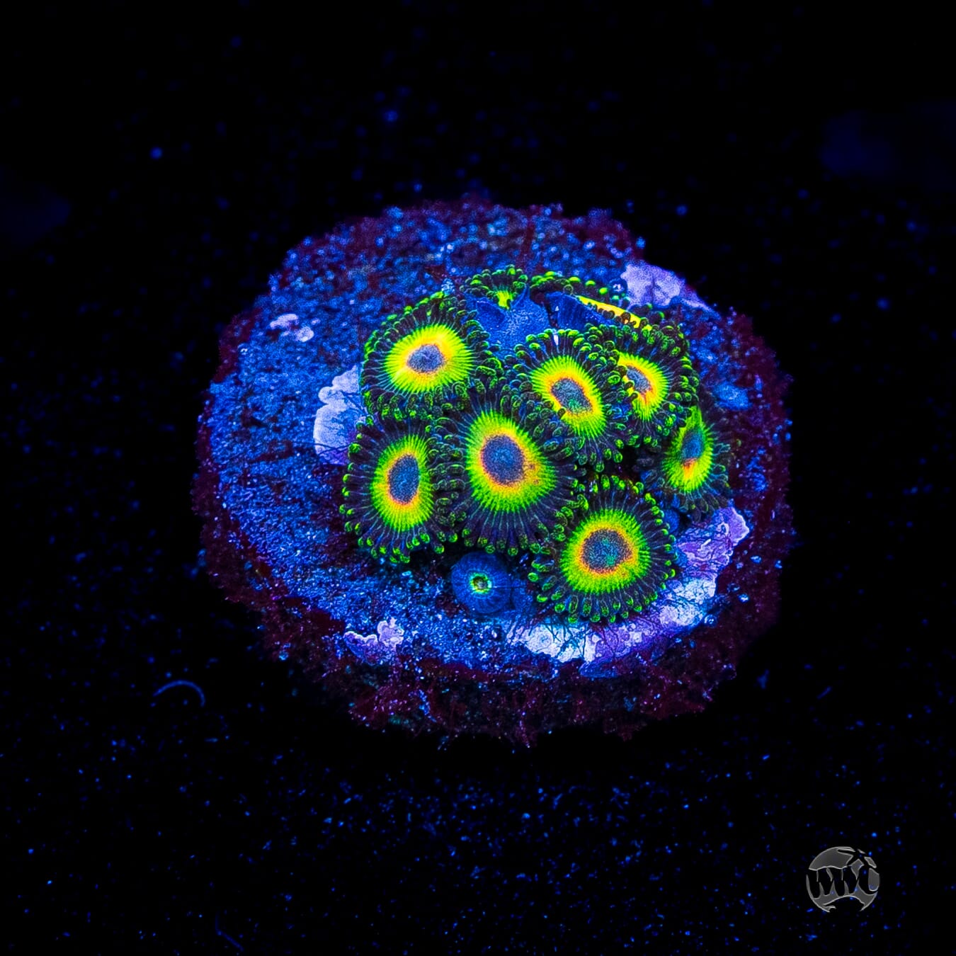 WWC Island Time Zoanthids