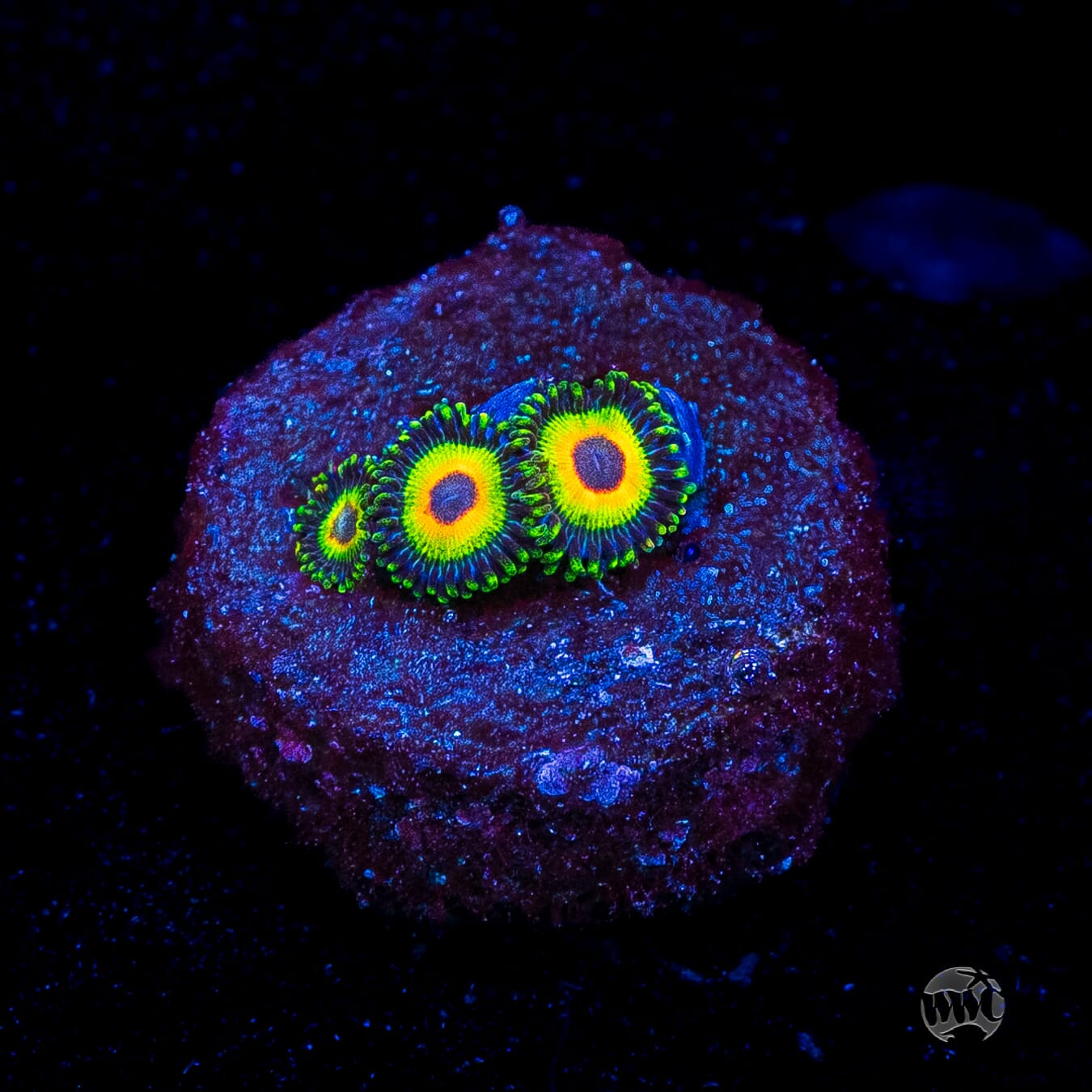 WWC Island Time Zoanthids