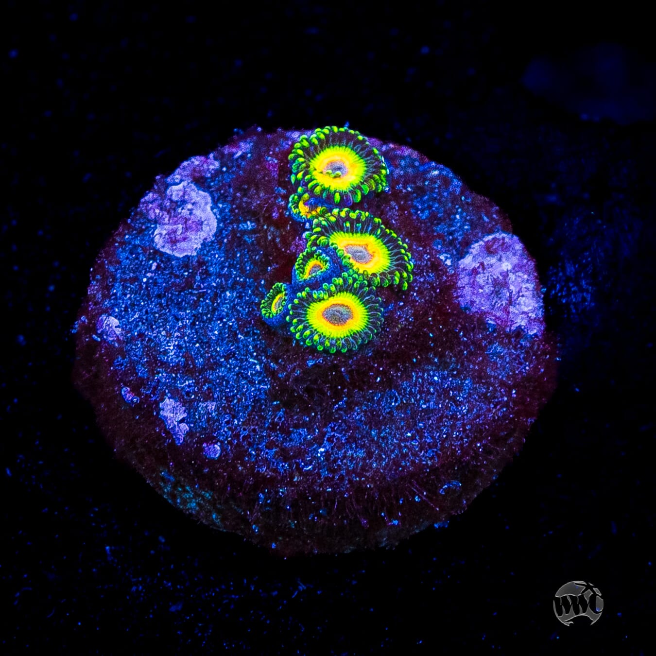 WWC Island Time Zoanthids