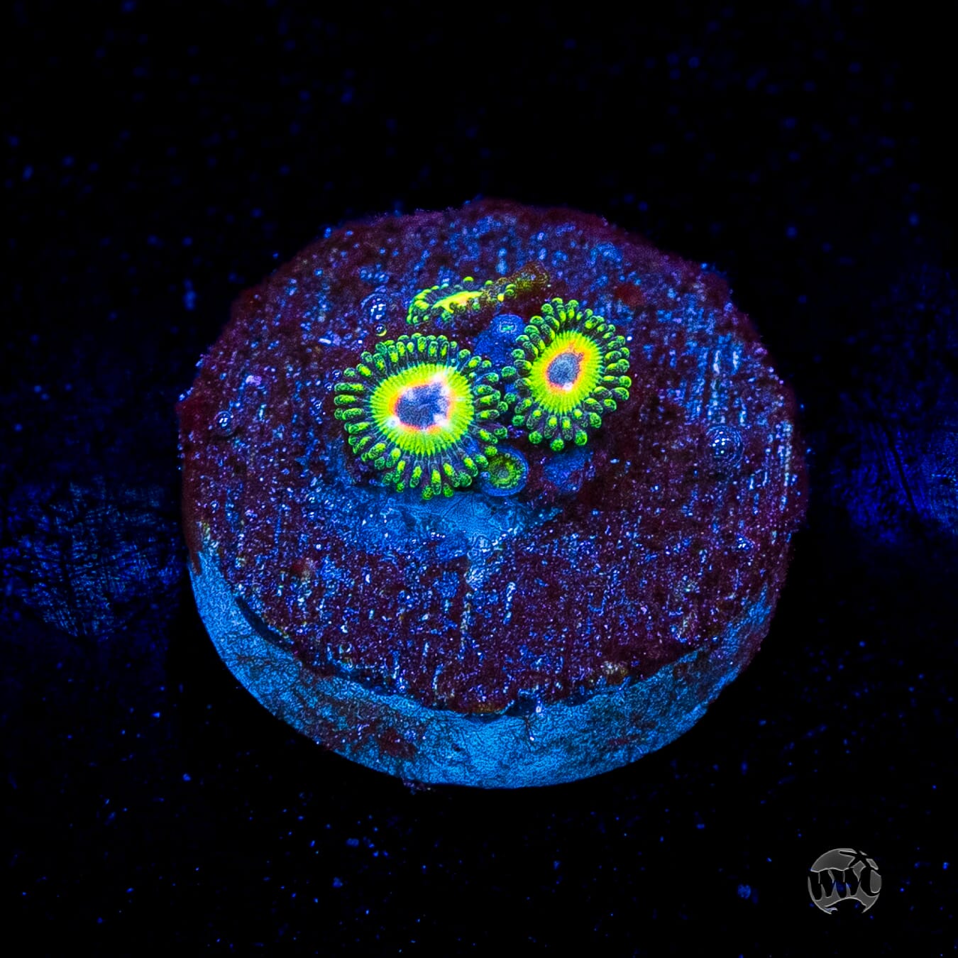 WWC Island Time Zoanthids