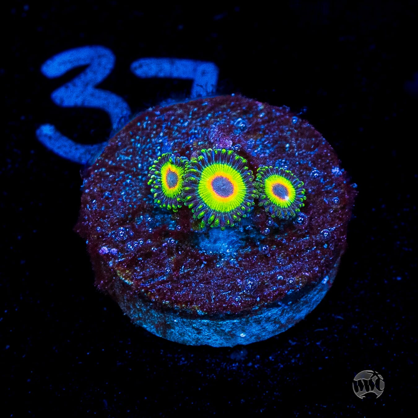 WWC Island Time Zoanthids