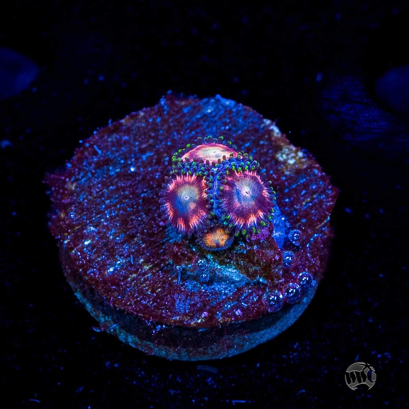 WWC Candy Stripe Zoanthids