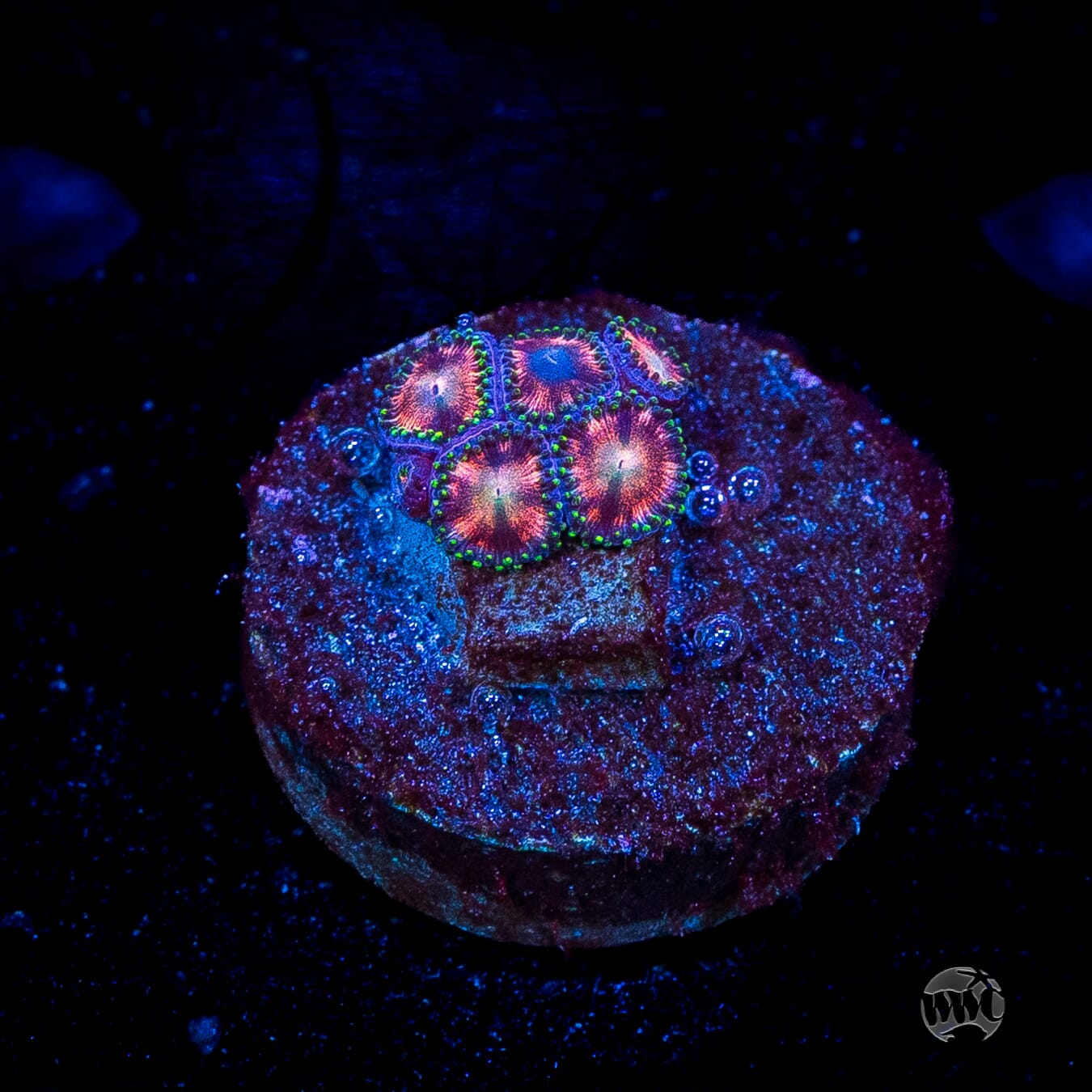 WWC Candy Stripe Zoanthids