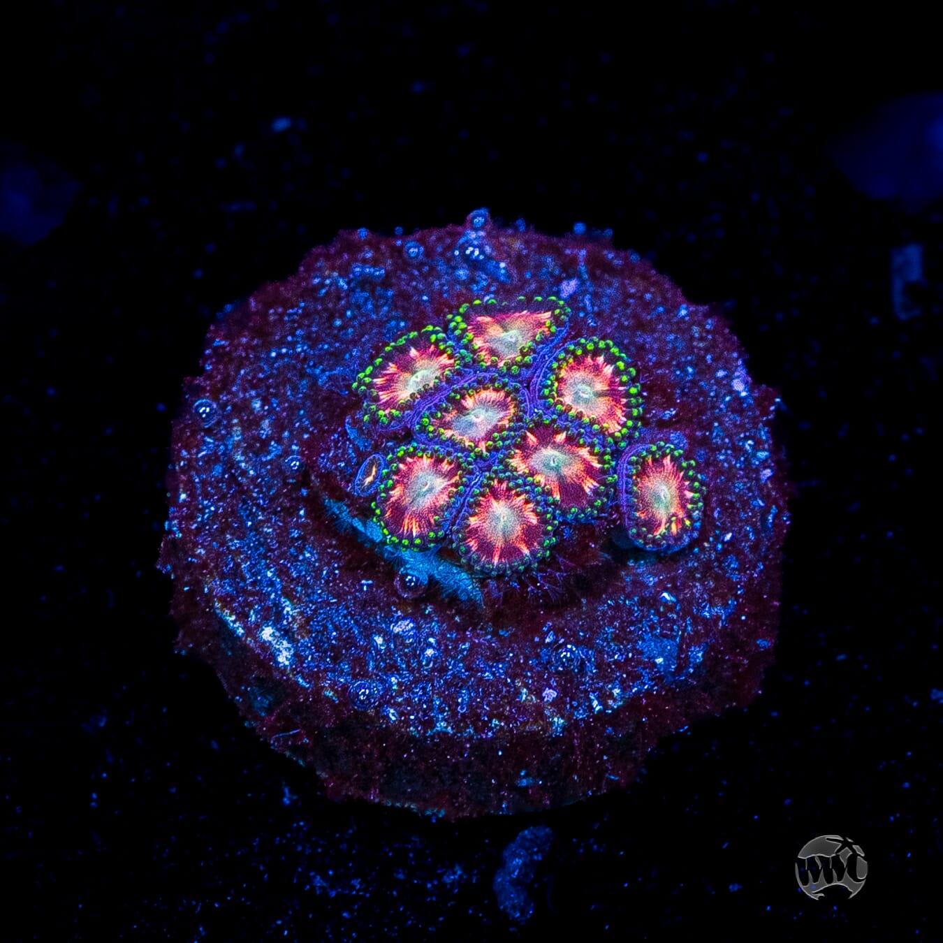 WWC Candy Stripe Zoanthids