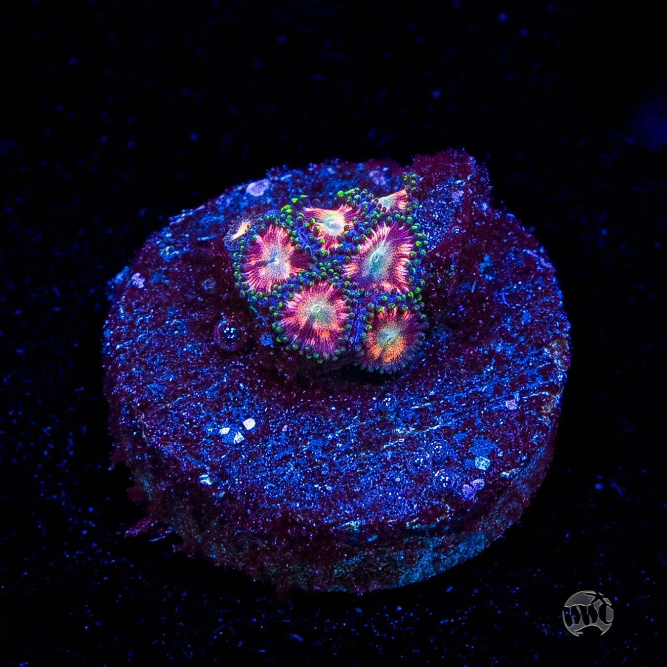 WWC Candy Stripe Zoanthids