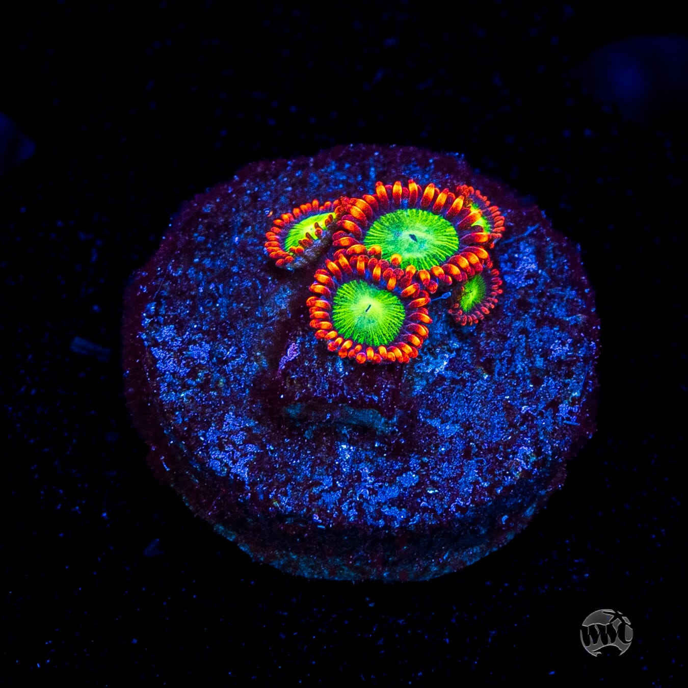 Goblins Fire Zoanthids