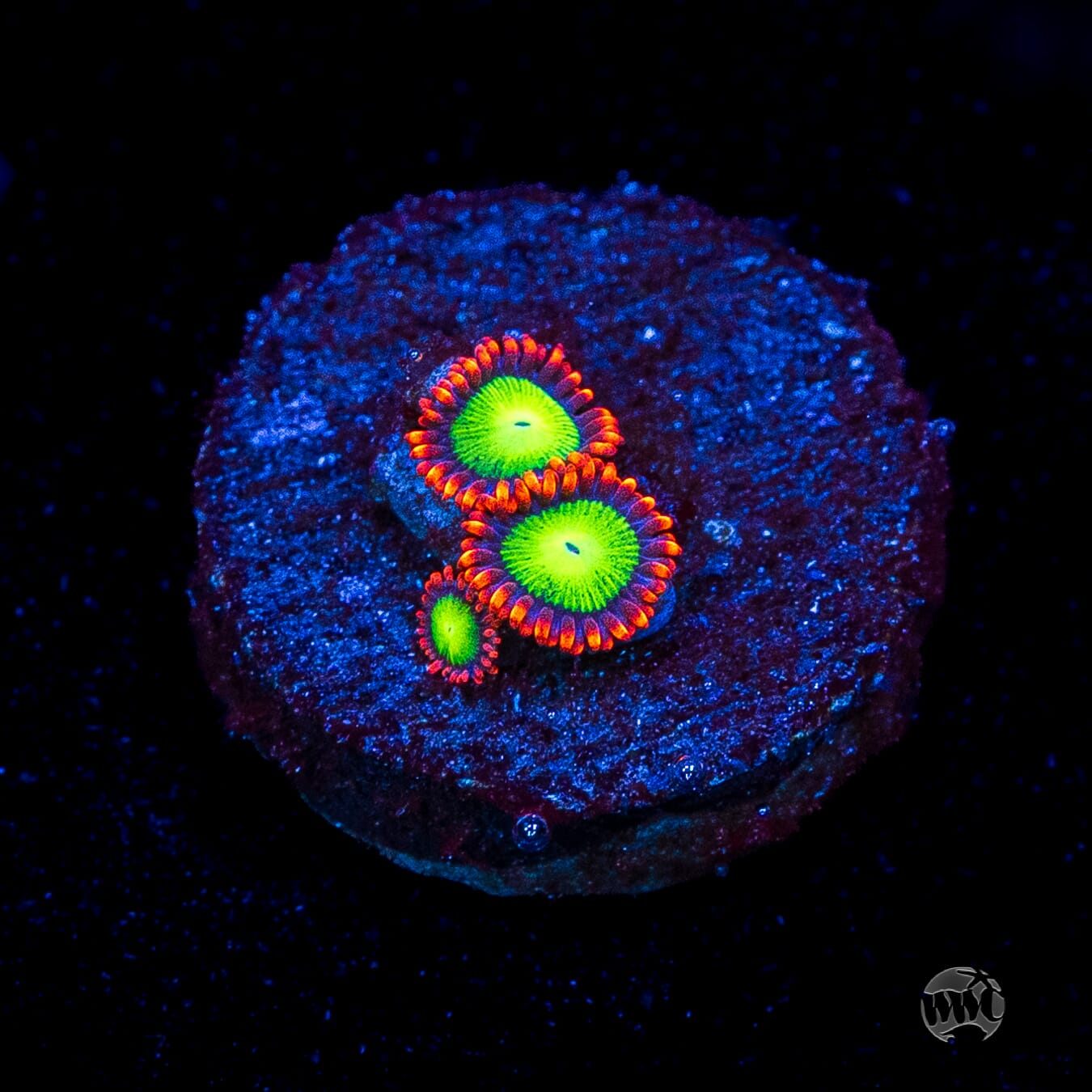 Goblins Fire Zoanthids