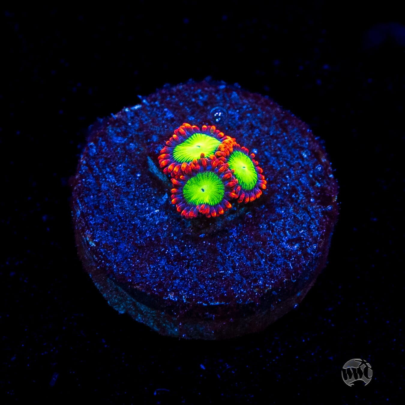Goblins Fire Zoanthids