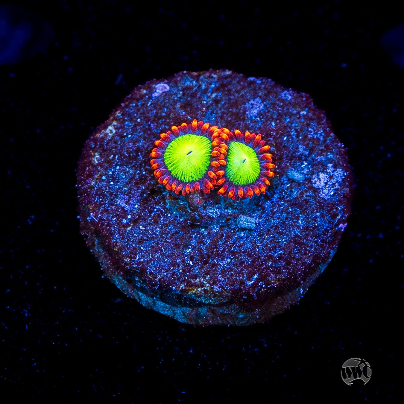 Goblins Fire Zoanthids