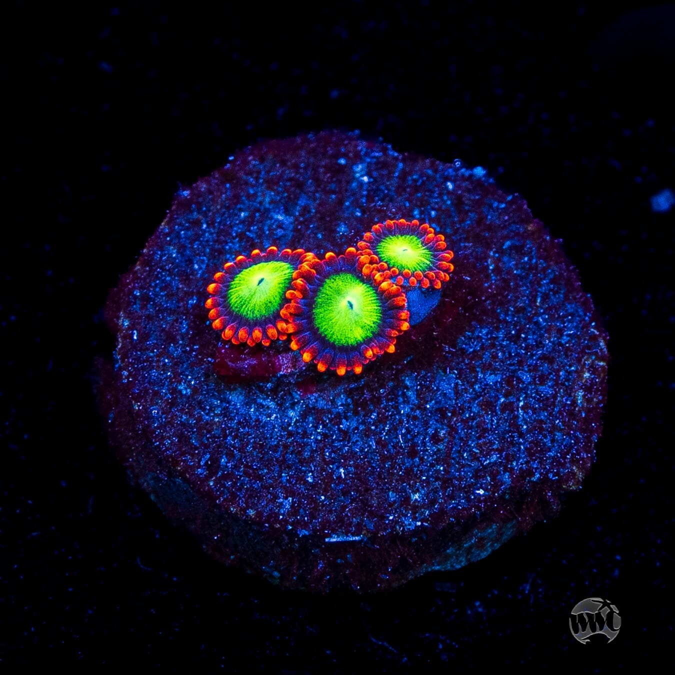 Goblins Fire Zoanthids