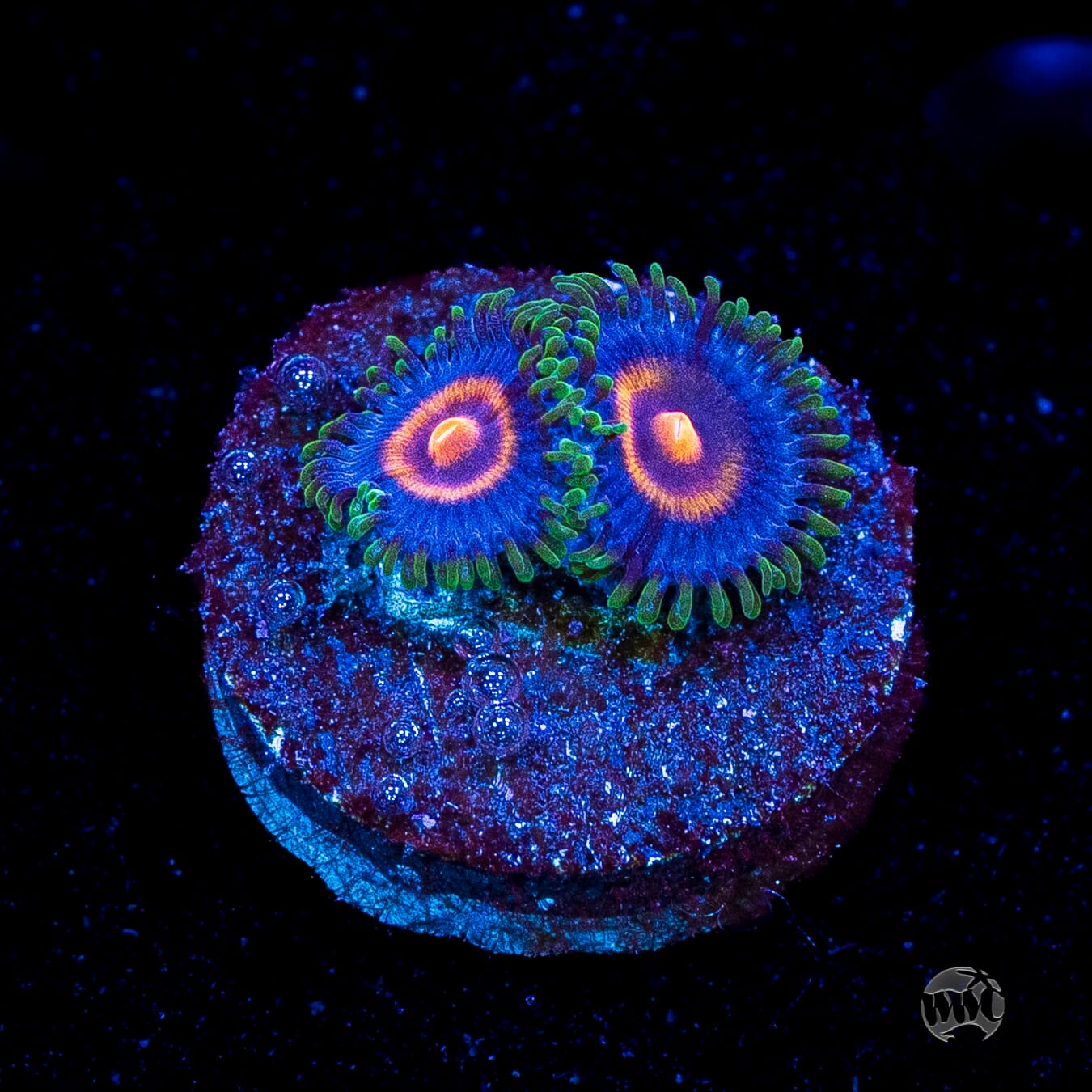Supergirls Zoanthids