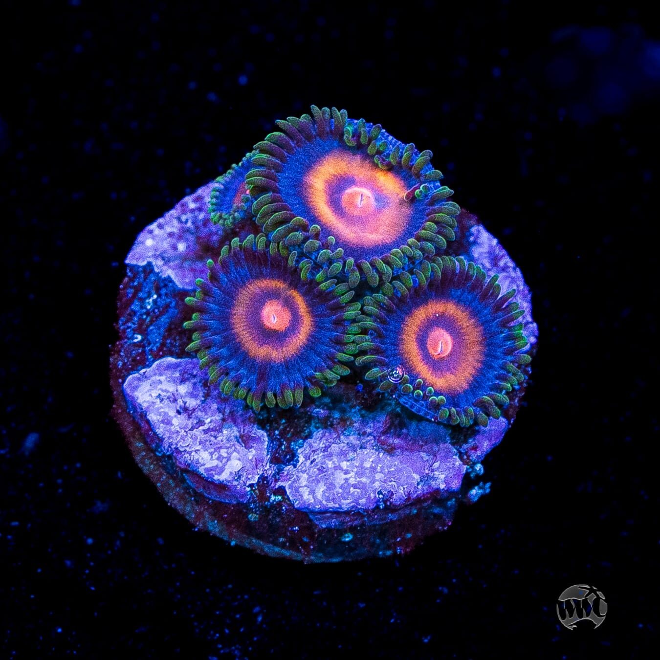 Supergirls Zoanthids
