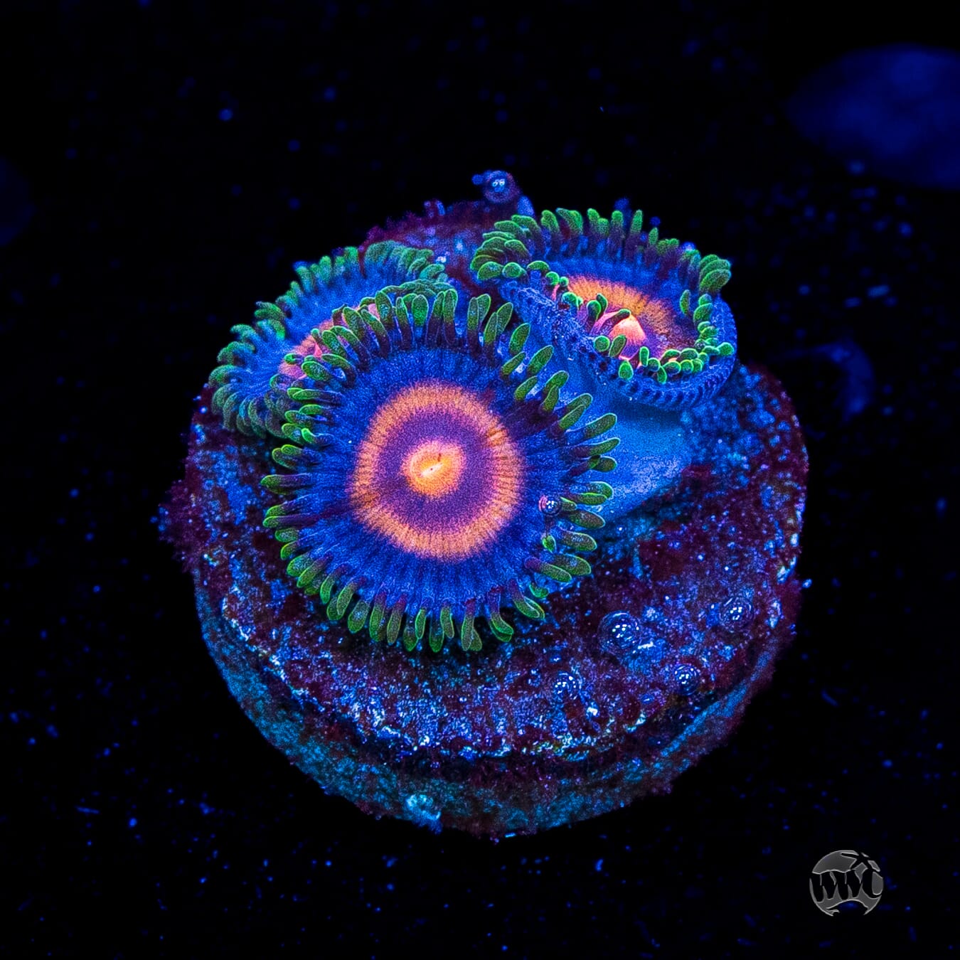 Supergirls Zoanthids