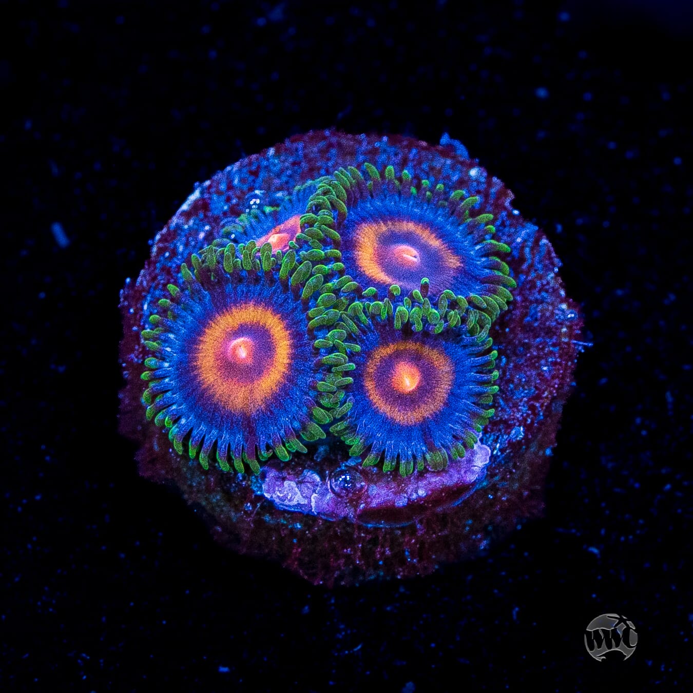 Supergirls Zoanthids