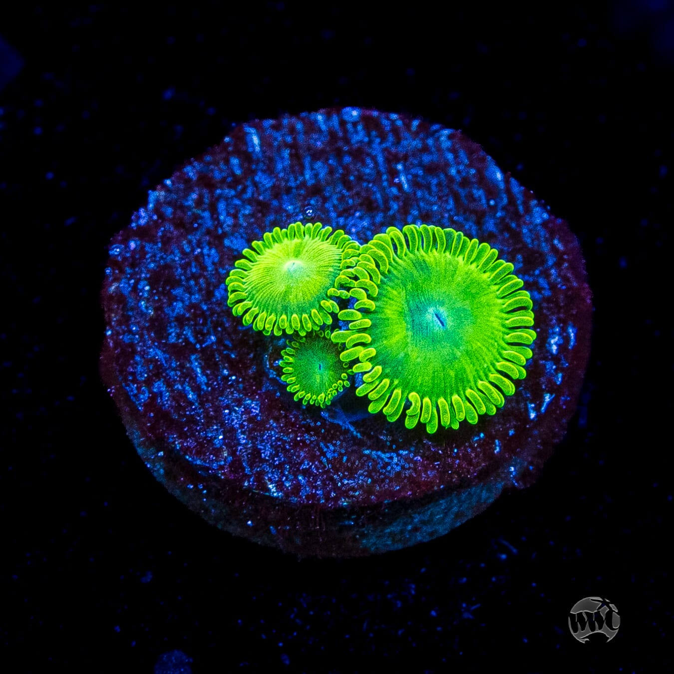 WWC Toxic Tonic Zoanthids