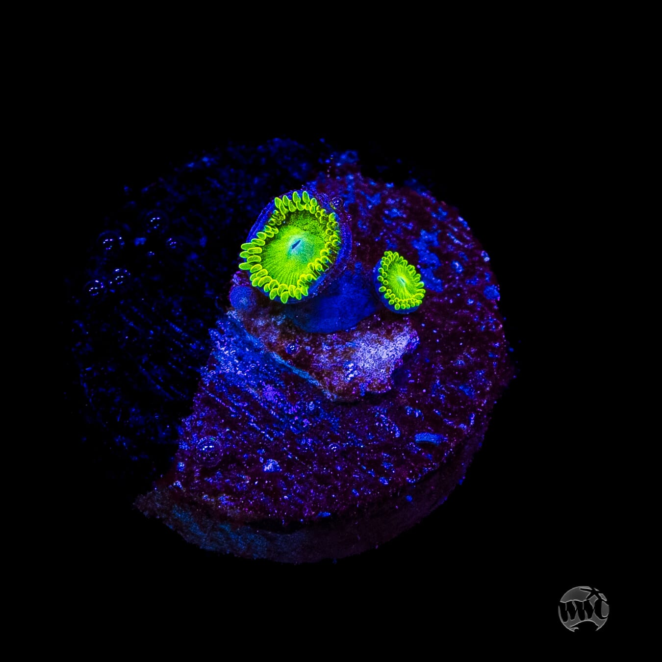 WWC Toxic Tonic Zoanthids