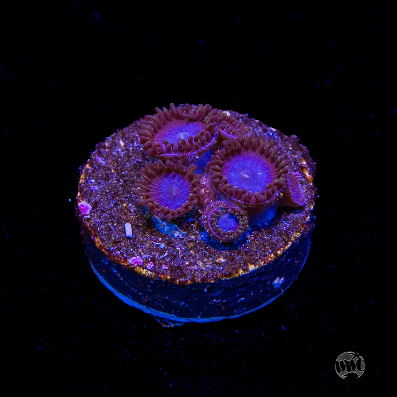 Tubbs Blues Zoanthids