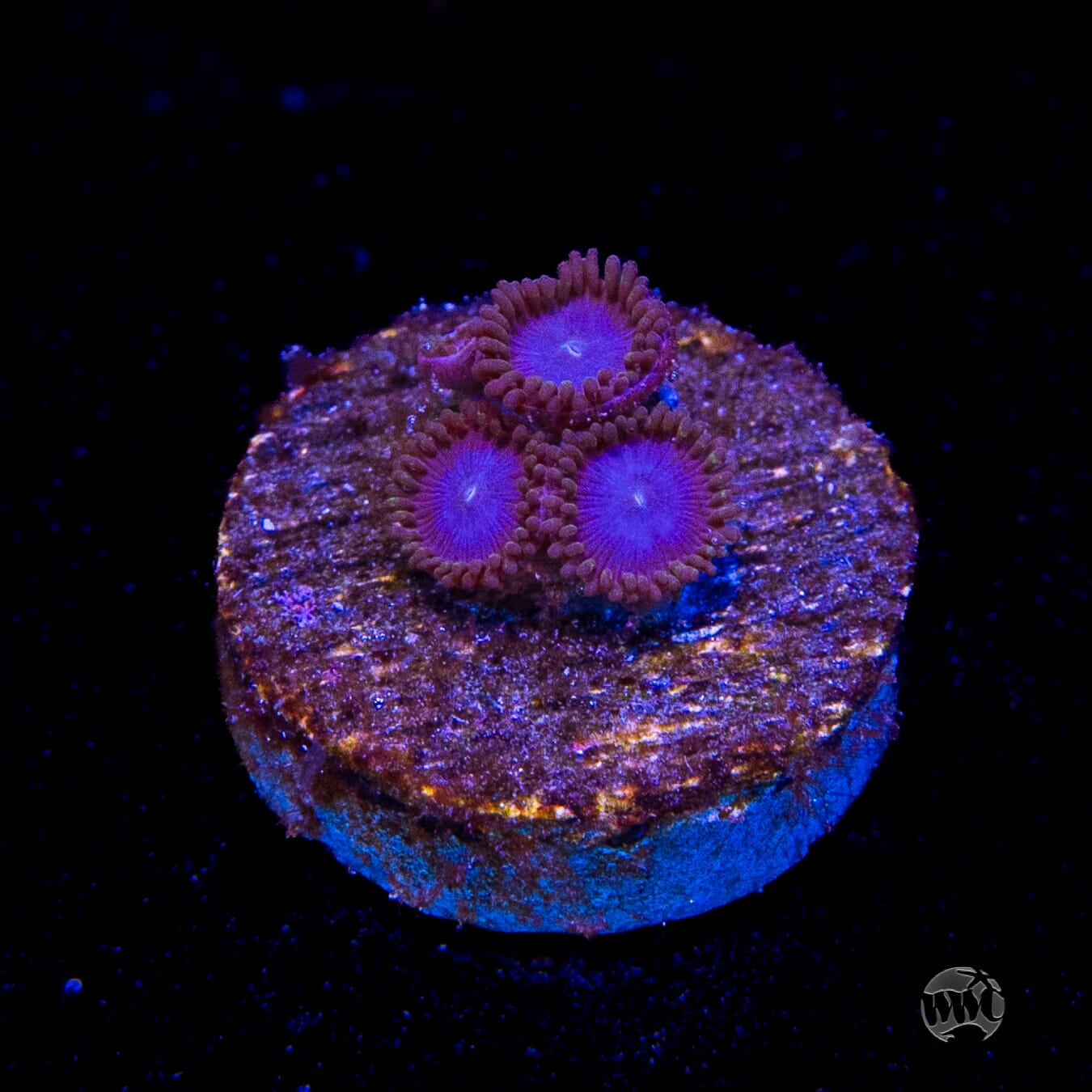 Tubbs Blues Zoanthids