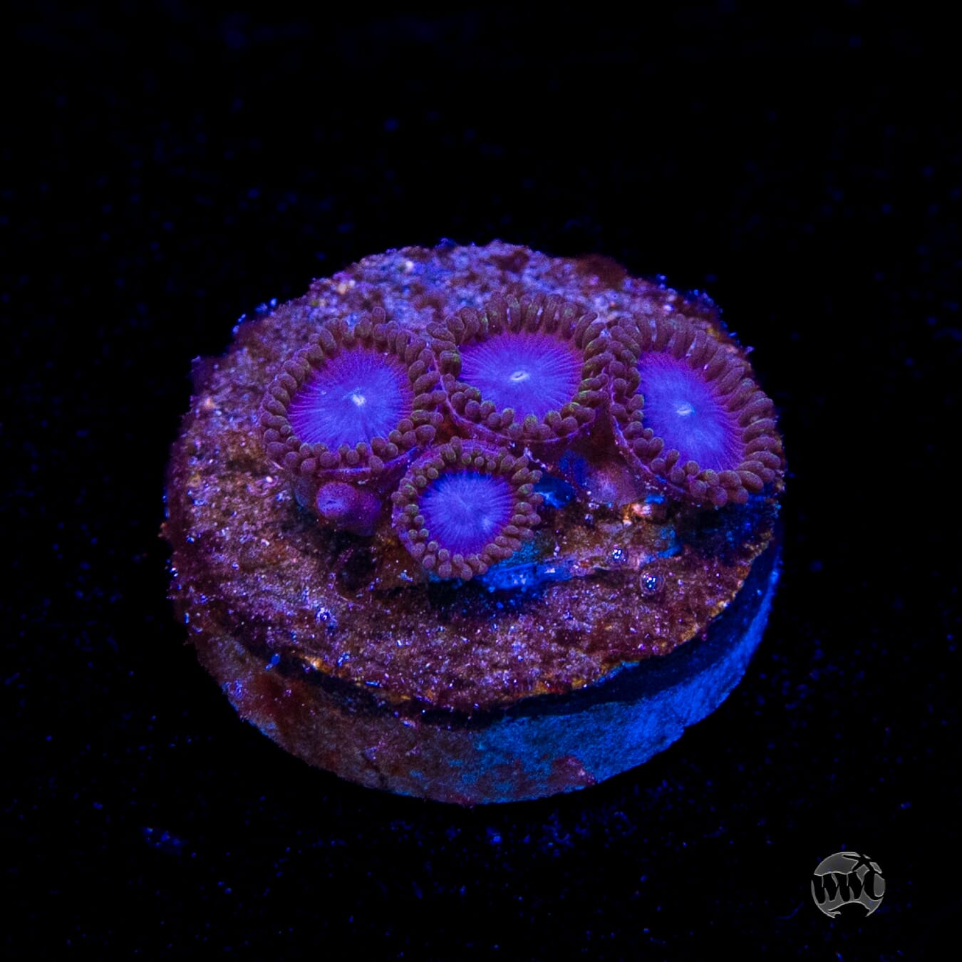 Tubbs Blues Zoanthids