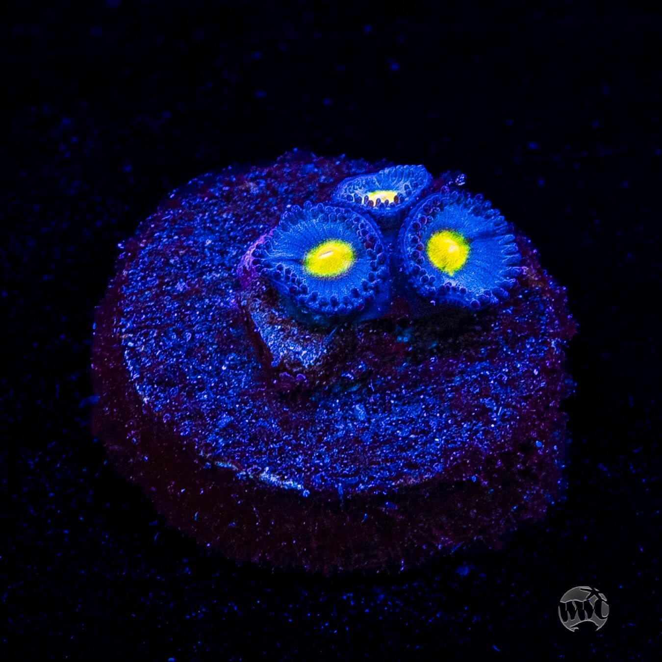 WWC AOI Zoanthids
