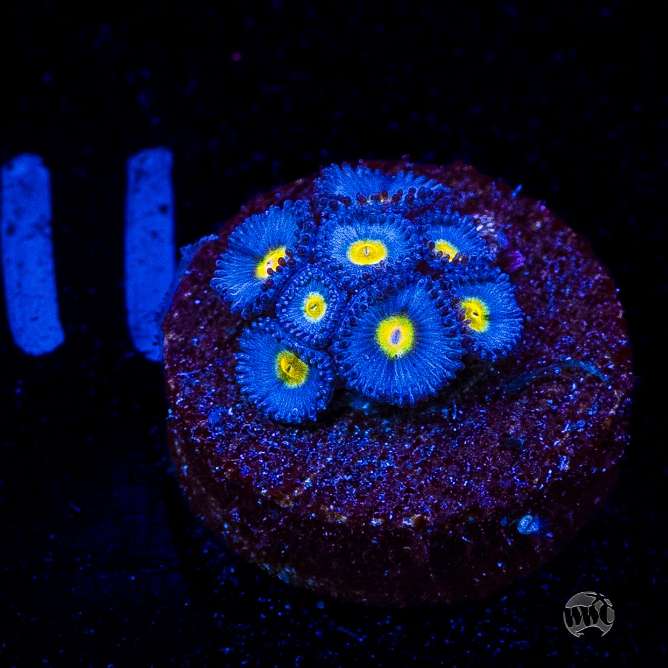 WWC AOI Zoanthids