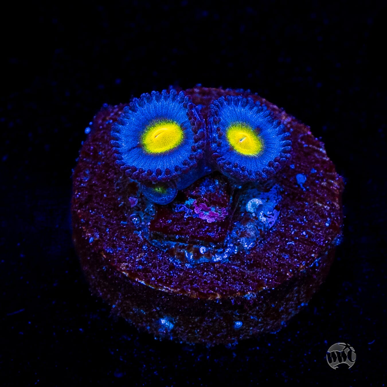 WWC AOI Zoanthids