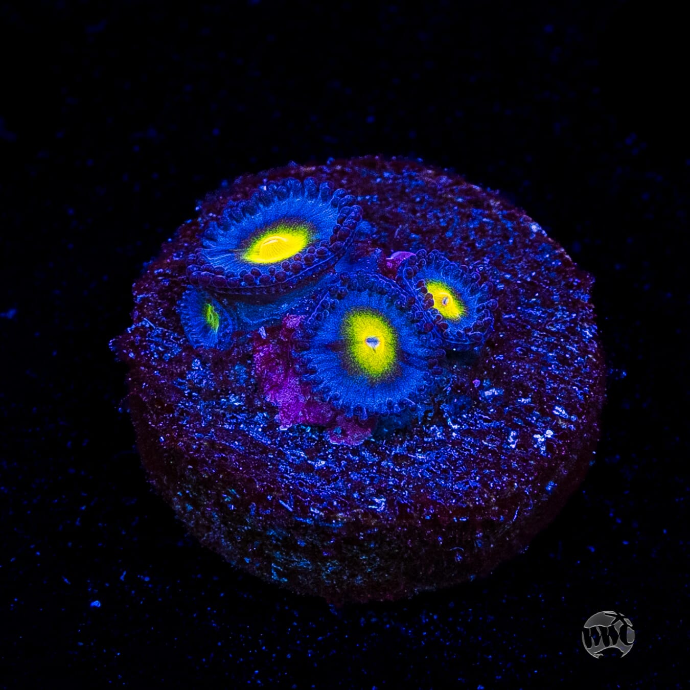 WWC AOI Zoanthids