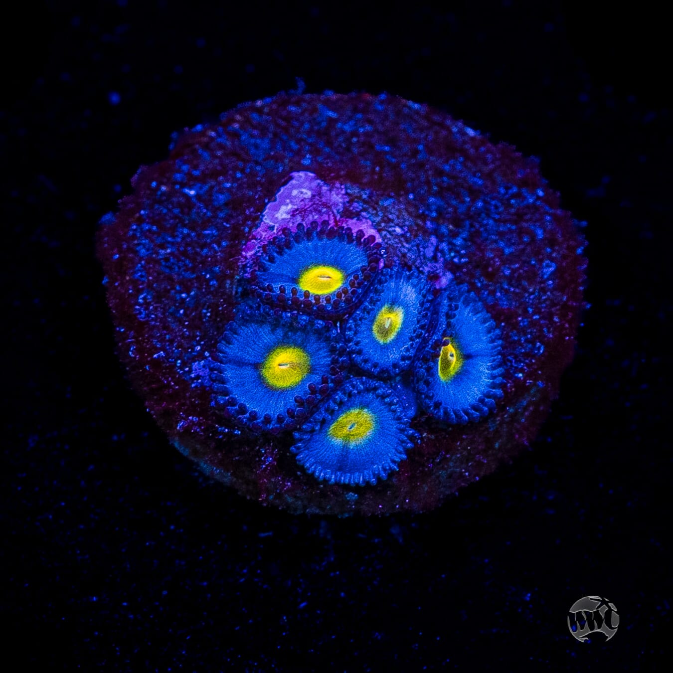 WWC AOI Zoanthids
