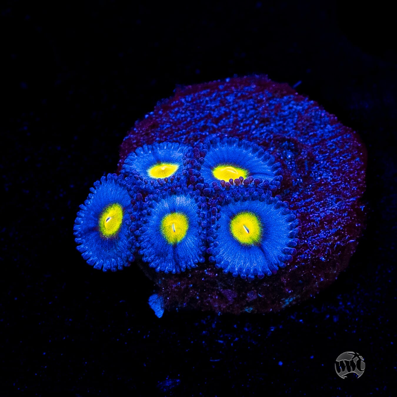 WWC AOI Zoanthids