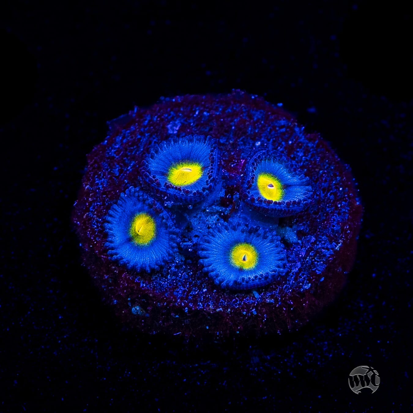 WWC AOI Zoanthids