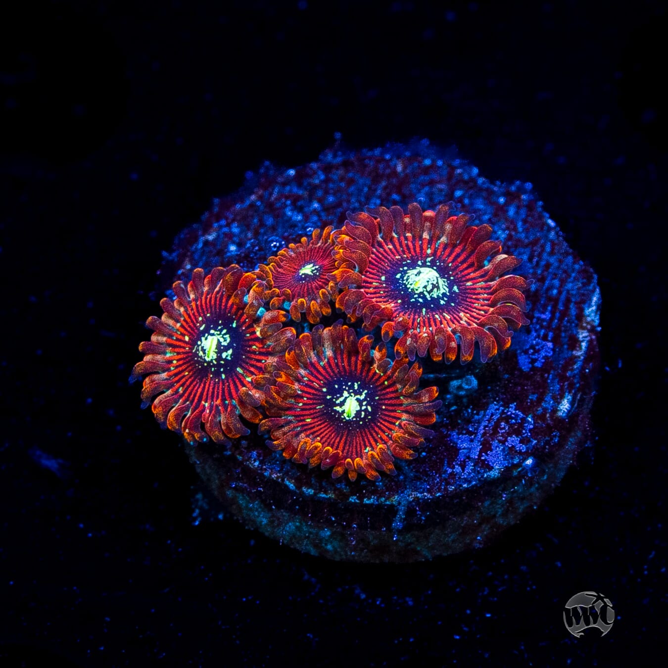 Magician Zoanthids